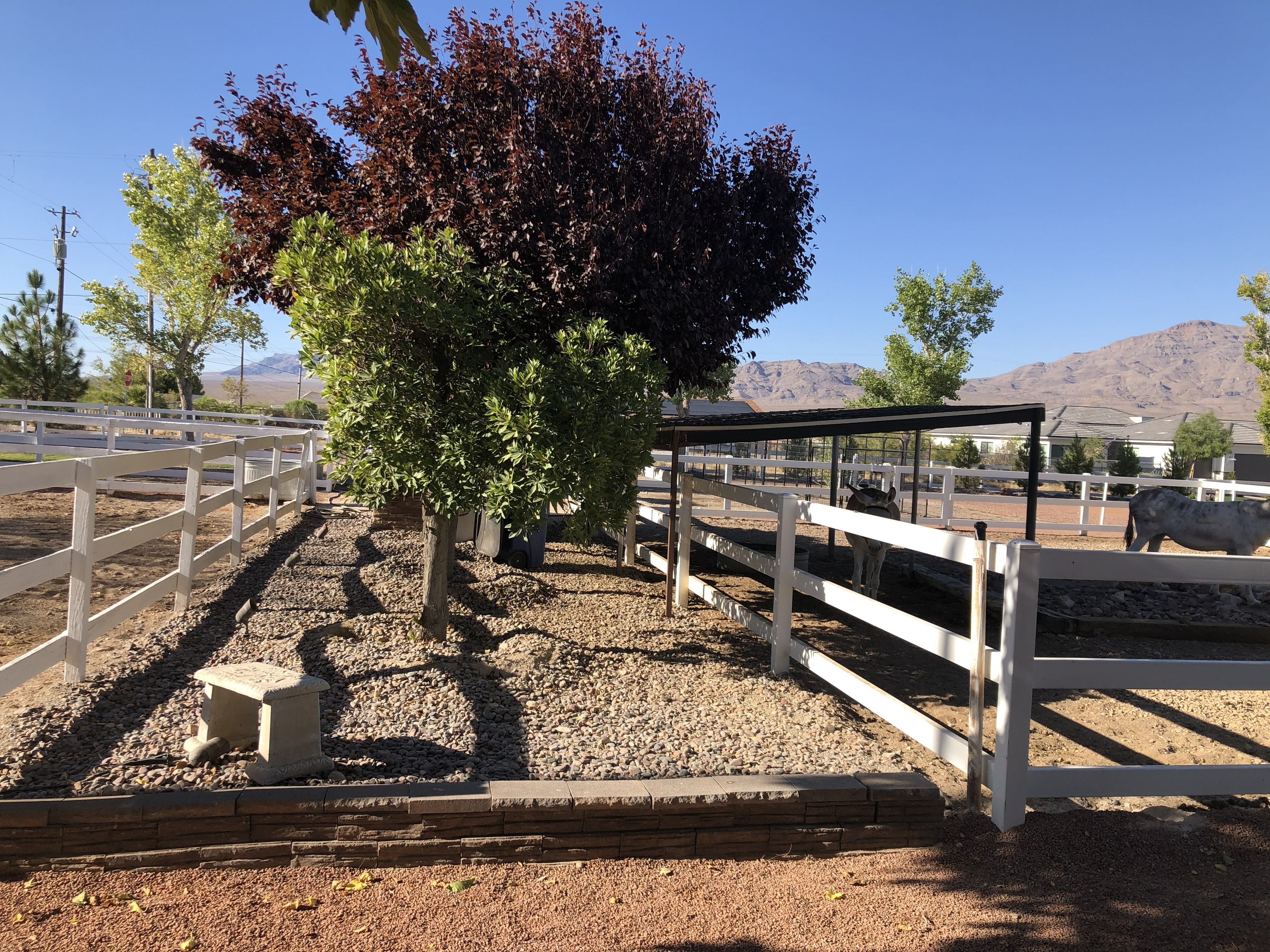 Front paddock at Windrock Farm